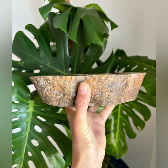 Petrified Wood Bowl - Picture 5 of 8